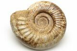 Jurassic Ammonite (Perisphinctes) - Madagascar #227591-1